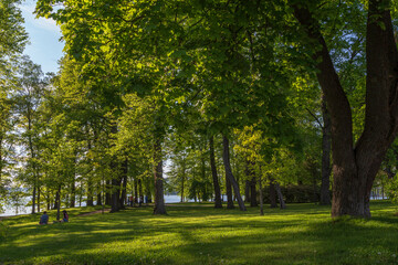 Fototapeta na wymiar Lush trees and few people at the Hatanpää arboretum public park in Tampere, Finland, on a sunny day in the summer.