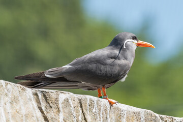 Inca Tern Standing on a Rock