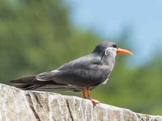 Inca Tern Standing on a Rock