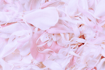 Roses petals background
