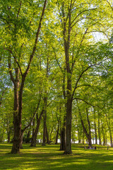 Naklejka premium Lush trees and few people at the Hatanpää arboretum public park in Tampere, Finland, on a sunny day in the summer.