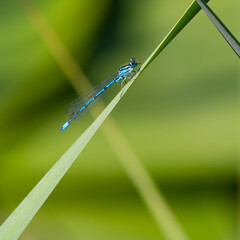 blue damselfly on a leaf