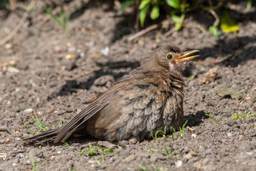 Young Female Blackbird Soaking Up the Sun