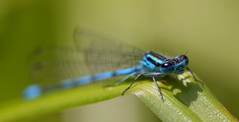 Libelle	
