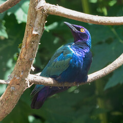 Metallic Starling Perched in a Tree