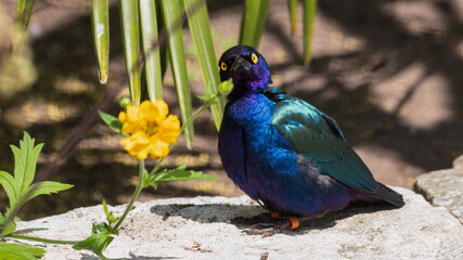 Metallic Starling Standing Near a Yellow Flower