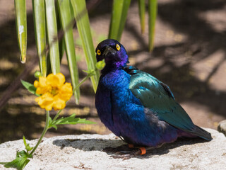 Metallic Starling Standing Near a Yellow Flower