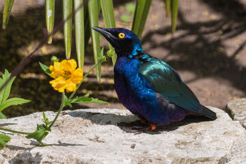 Metallic Starling Standing Near a Yellow Flower
