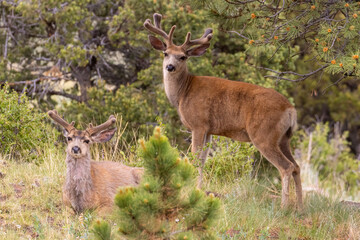 Herd of Bucks