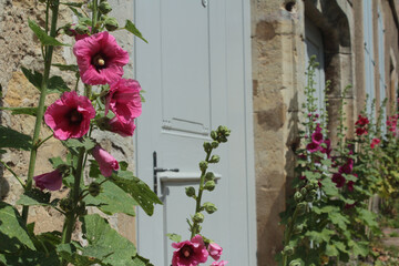 Stock rose (Alcea rosea) also known as hollyhock, a beautiful blossoming pink flower in the summer garden in France, a French village of Vezelay in Burgundy.