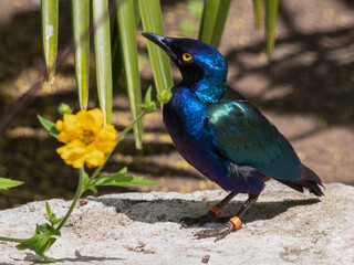 Obraz premium Metallic Starling Standing Near a Yellow Flower