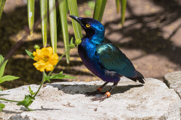 Metallic Starling Standing Near a Yellow Flower
