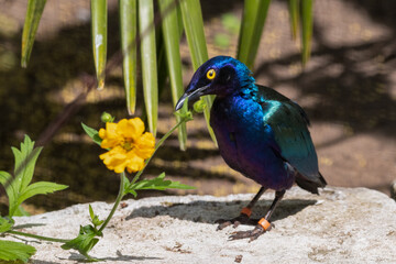 Metallic Starling Standing Near a Yellow Flower