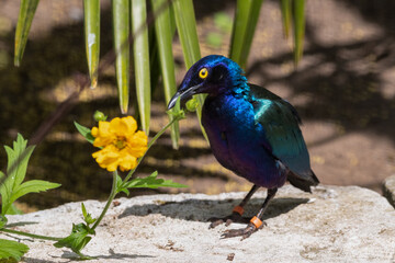 Metallic Starling Standing Near a Yellow Flower