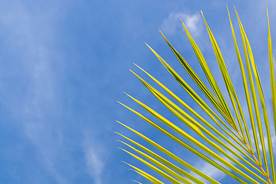 Green leaf of a palm tree against the blue sky.