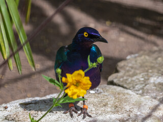 Metallic Starling Standing Near a Yellow Flower