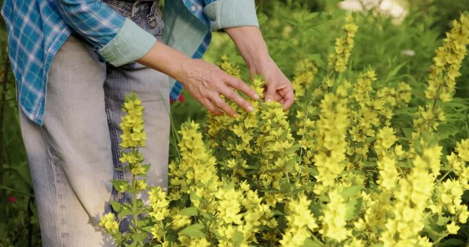 Womans hands touching yellow flowering bush Dotted loosestrife Lysimachia punctata