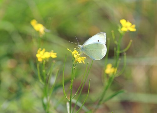 White butterfly on yellow flowers