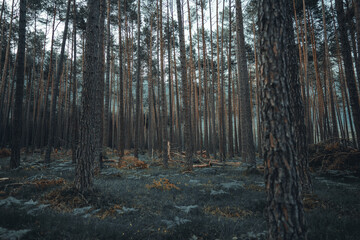 Obraz premium Austrian forest