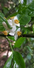Obraz premium Lemon flowers in the rain. Pretty flowers without edit. Natural photos.