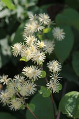 White Clematis flowers in the forest