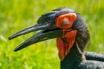 Close Up Portrait Ground Hornbill
