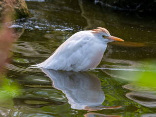 Cattle Egret Standing in Water