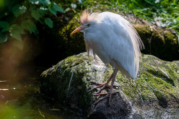 Cattle Egret Standing on a Rock