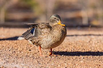 Close up shot of domestic duck