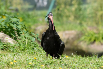 Northern Bald Ibis Resting on Grass