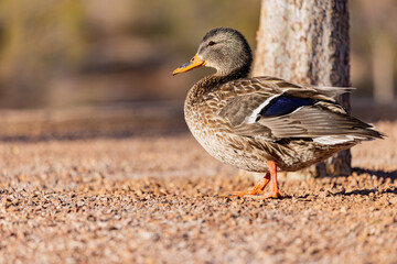 Close up shot of domestic duck