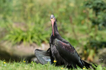 Northern Bald Ibis Resting on Grass