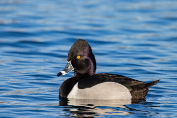 Close up shot of a Ring-necked duck