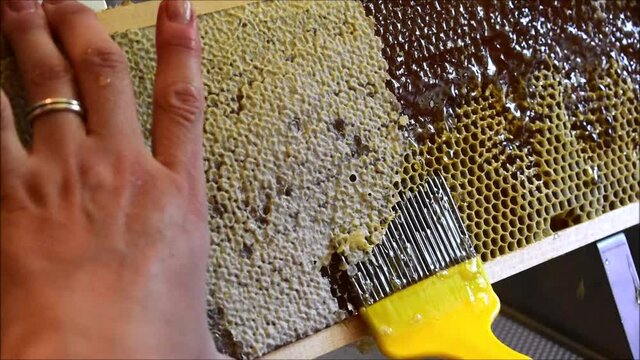 Honigwaben entdeckeln mit Entdeckelnungsgabel, Frauenh&auml;nde arbeiten in Imkerei, Honigernte bei der Bienenhaltung	
