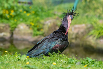 Northern Bald Ibis Resting on Grass