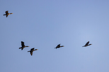 Close up shot of cute Double-crested cormorant flying in the sky