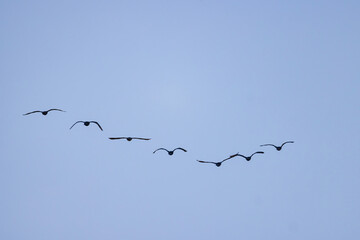 Close up shot of cute Double-crested cormorant flying in the sky
