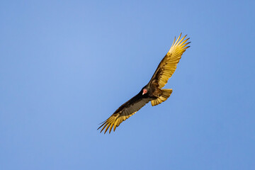 Close up shot of cute Turkey vulture flying in the sky