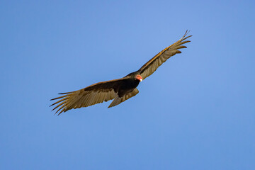 Close up shot of cute Turkey vulture flying in the sky