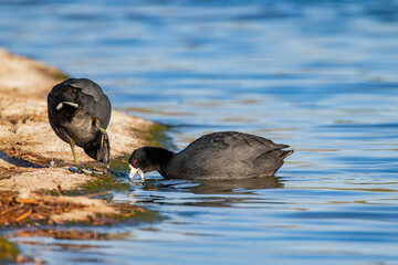 Fototapeta premium Close up shot of Eurasian coot swimming in the lake