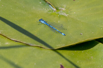 blue damselfly on a leaf