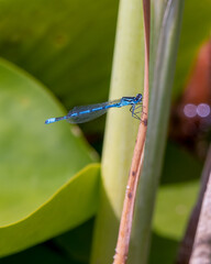 blue damselfly on a leaf