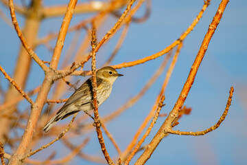Close up shot of a beautiful Say's phoebe
