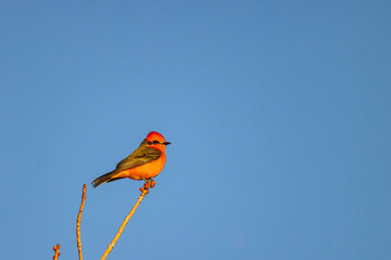 Close up shot of Scarlet flycatcher flying out from the branch