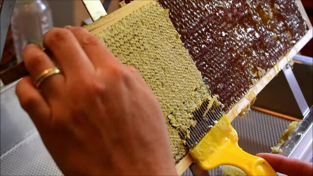 Honigwaben entdeckeln mit Entdeckelnungsgabel, Frauenh&auml;nde arbeiten in Imkerei, Honigernte bei der Bienenhaltung