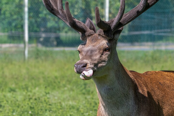 Fototapeta na wymiar Adult Male Stag Red Deer 