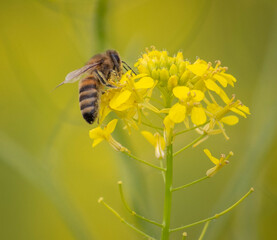 A bee collects nectar from a yellow flower
