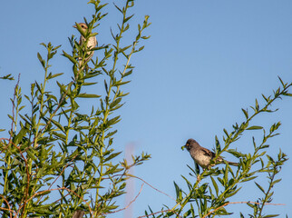Birds sit on bush branches