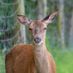 Close Up Young Female Red Deer 