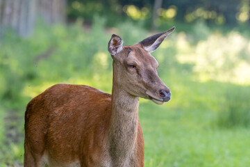 Close Up Young Female Red Deer 